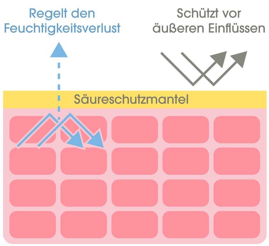 Schematische Zeichnung der Haut mit dem Säureschutzmantel