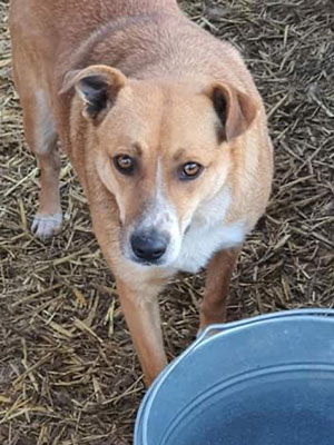 Brauner Hund blickt in Stroh stehend in die Kamera. Vor ihm steht ein metallfarbener Eimer.