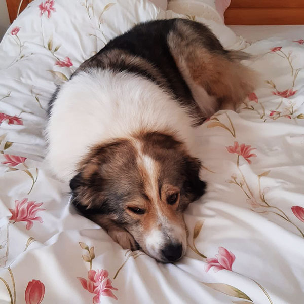 Ein glücklich vermittelter Hund liegt entspannt auf einem Bett mit einer geblümten Bettdecke in seinem neuen Zuhause. Die Fellfarbe des Hundes ist braun, weiß und schwarz.