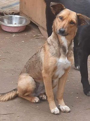 Ein brauner sitzender Hund schaut skeptisch nach links.