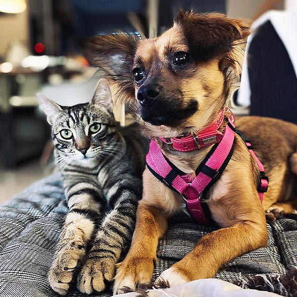 Eine Tigerkatze und ein brauner Hund liegen glücklich auf einer grauen Decke in ihrem neuen Zuhause. Die Katze schaut direkt in die Kamera, der Hund verträumt nach links