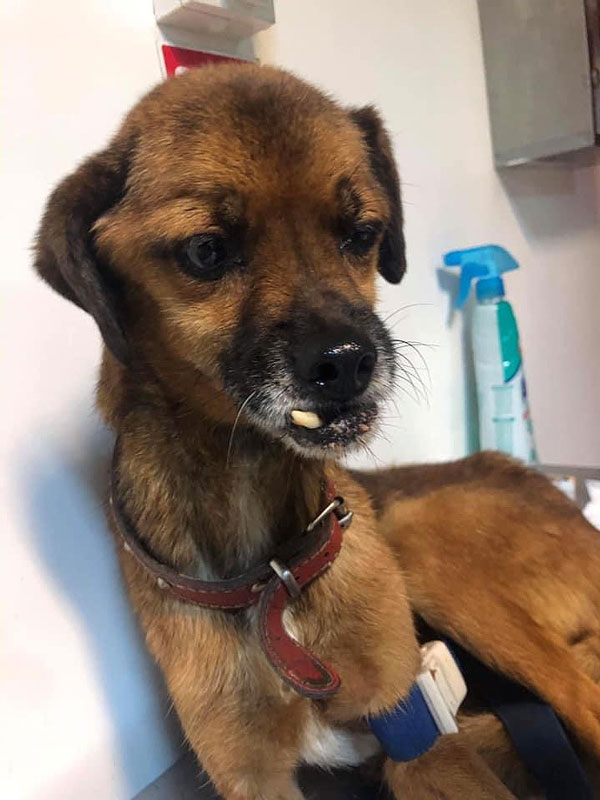Ein kranker brauner Hund befindet sich auf der Liege eines ärztlichen Behandlungszimmers. Der Hund schaut nach recht unten und sein rechter Zahn ist zu sehen.
