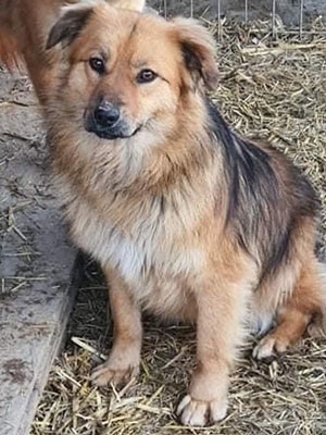 Brauner Hund sitzt auf einem Boden belegt mit Stroh.