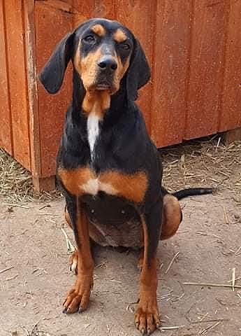 Schwarz-brauner genesener Hund sitzt vor einer Holzhütte.