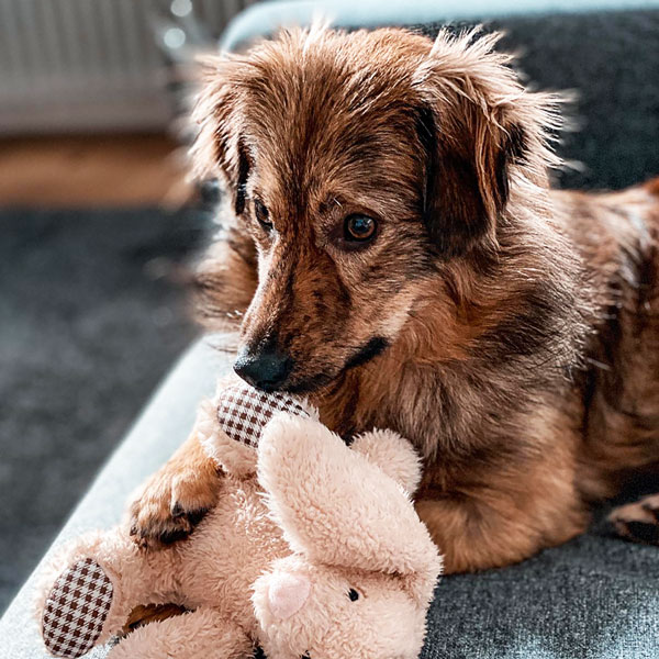 Glücklich vermittelter brauner Hund liegt in seinem neuen Zuhause auf einem grauen Sofa und hält ein helles Kuscheltier in seinen Pfoten.