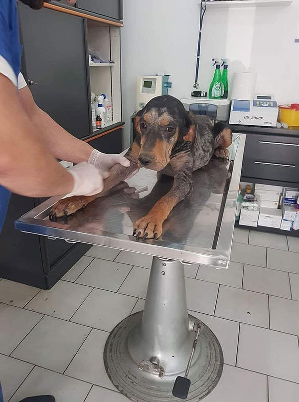 Ein schwarz-brauner Hund liegt in einem ärztlichen Behandlungszimmer auf einer Liege und wird gerade von einem Arzt behandelt.