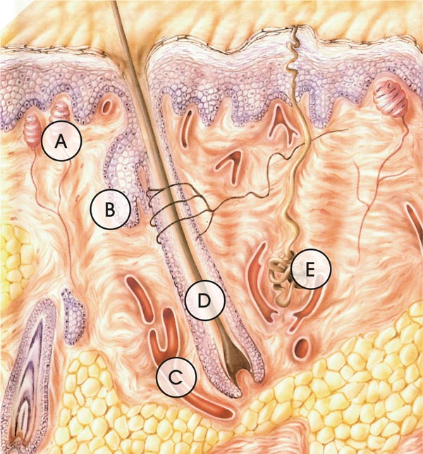 Schemazeichnung der menschlichen Haut im Querschnitt mit Darstellung der Tastkörper, Talgdrüsen, Blutgefäßen, Schweißdrüsen und Haarwurzel eingebettet in Epidermis, Dermis und Subcutis