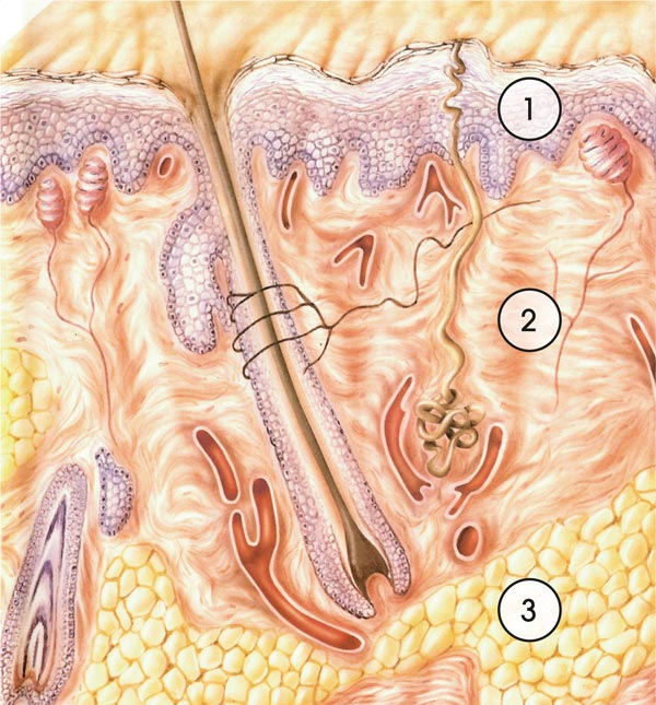 Schemazeichnung der menschlichen Haut im Querschnitt mit Darstellung der drei Schichten Epidermis, Dermis und Subcutis