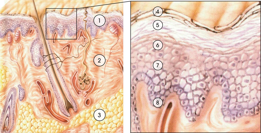 Schemazeichnung der menschlichen Haut im Querschnitt mit Darstellung der einzelnen Schichten der Epidermis