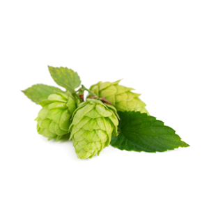 grüner Hopfen, Humulus lupulus