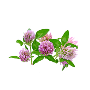 Rotklee, Trifolium pratense