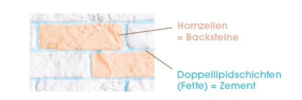 Mauer zur Darstellung der Hautbarriere mit Hornzellen als Backsteine und Doppellipidschichten (Fette) als Zement.